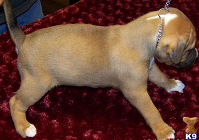 Puppies in Visalia
